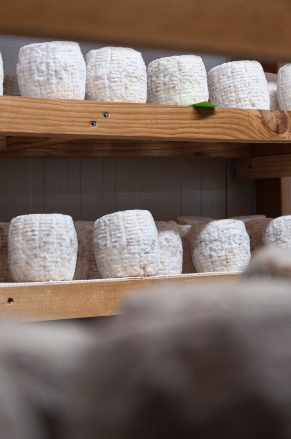 Ricotta - immagine 2